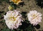 Antonelliana rose photo