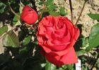 Fedra rose photo