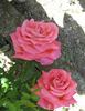 Galleria Borghese rose photo