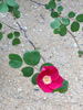 <I>Rosa pinetorum</I> A.Heller rose photo