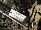 Astral rose photo