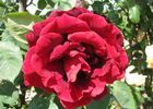 Astral rose photo
