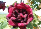 Astral rose photo