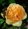 Henrietta Barnett rose photo