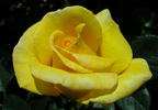 Golden Shot rose photo