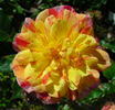 Double Treat rose photo