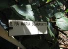 Signora Maria Sgaravatti rose photo