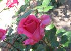 Signora Maria Sgaravatti rose photo