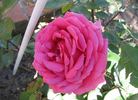Signora Maria Sgaravatti rose photo