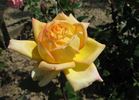 Maristella rose photo