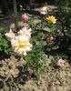 Maristella rose photo