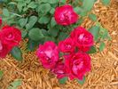 My Hero ™ (shrub, Lim rose photo