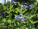 integrifolia clematis photo