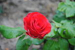 Nottingham Forest rose photo