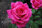 Bobravka rose photo