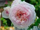 Magnificent Perfume rose photo