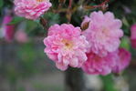Silver Tips rose photo