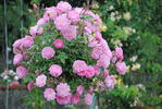 Silver Tips rose photo