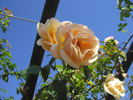 Pilar Landecho, Cl. rose photo