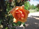 Pilar Landecho, Cl. rose photo