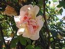 Pilar Landecho, Cl. rose photo