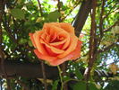 Pilar Landecho, Cl. rose photo