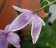 Willy clematis photo