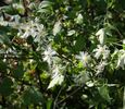 Summer Snow clematis photo