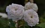 Comtesse de Lacépède rose photo