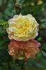 Keith's Delight rose photo