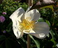 Montecito rose photo