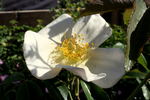 Montecito rose photo