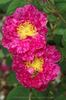 Spotty rose photo