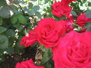 Majorca rose photo