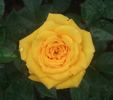 Beehive Gold rose photo