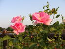 Papillon Rose rose photo