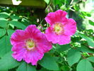 <i>Rosa macrophylla doncasterii</i> rose photo