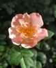 2BY2XPPD rose photo