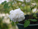 Cinderella rose photo