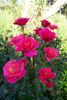Hornimrod rose photo