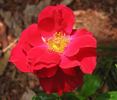 Griff's Red rose photo