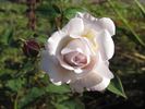 Moonlight Scentsation ® rose photo