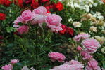 Rosabell rose photo