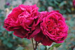 Cecilio Rodriguez rose photo