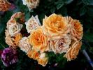 Clementine ® rose photo