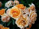 Clementine ® rose photo