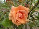 Apricot Passion ™ rose photo