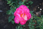 Krasavitsa Festivalja rose photo