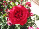 Révérence rose photo