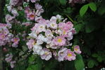 Pink Robin rose photo